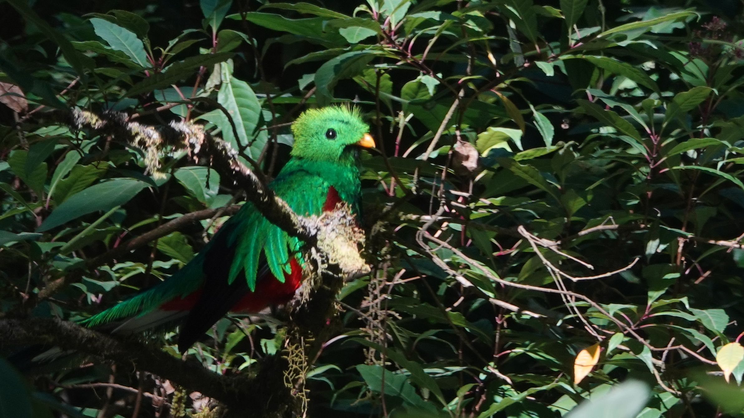 Costa Rica : de belles observations animales !